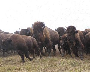 Close-up of a bison herd beginning to stampede.
