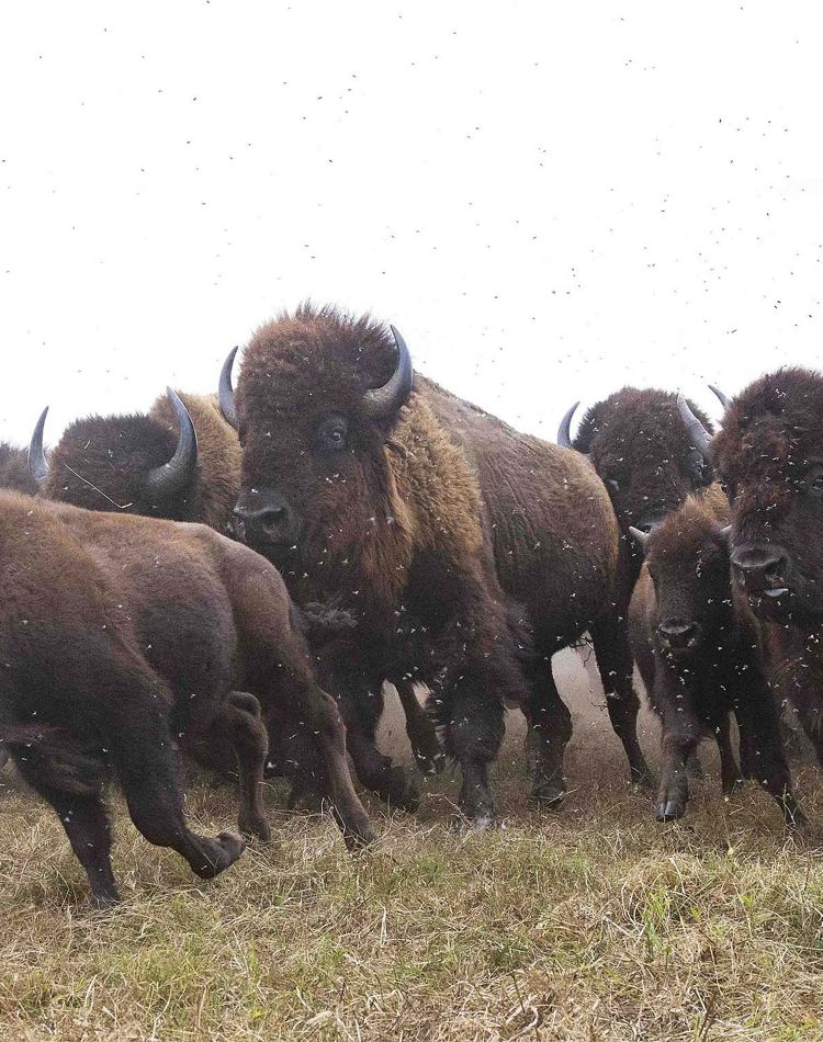 Close-up of a bison herd beginning to stampede.