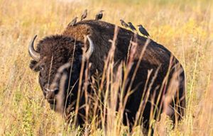 Cowbirds sit on the back of a bison at Kankakee Sands.