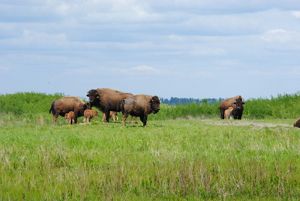 Bison mothers and calves graze on the Kankakee Sands prairie. 