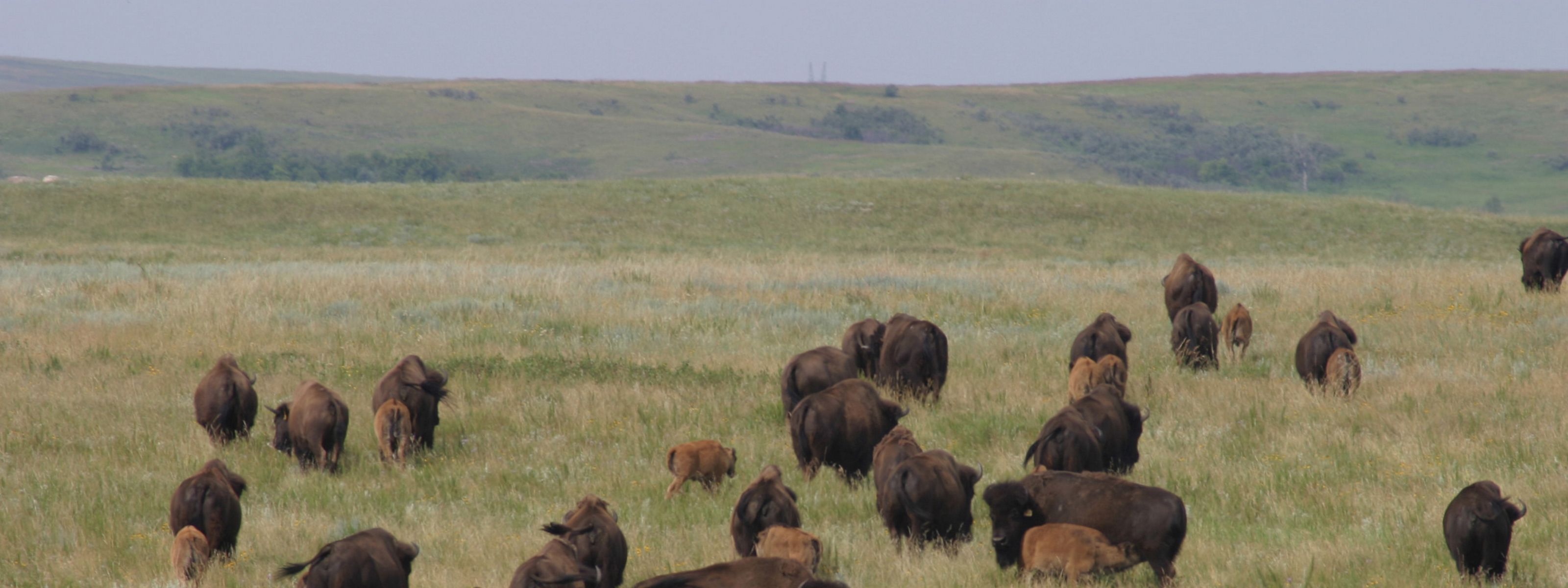 Bison on a grassland.