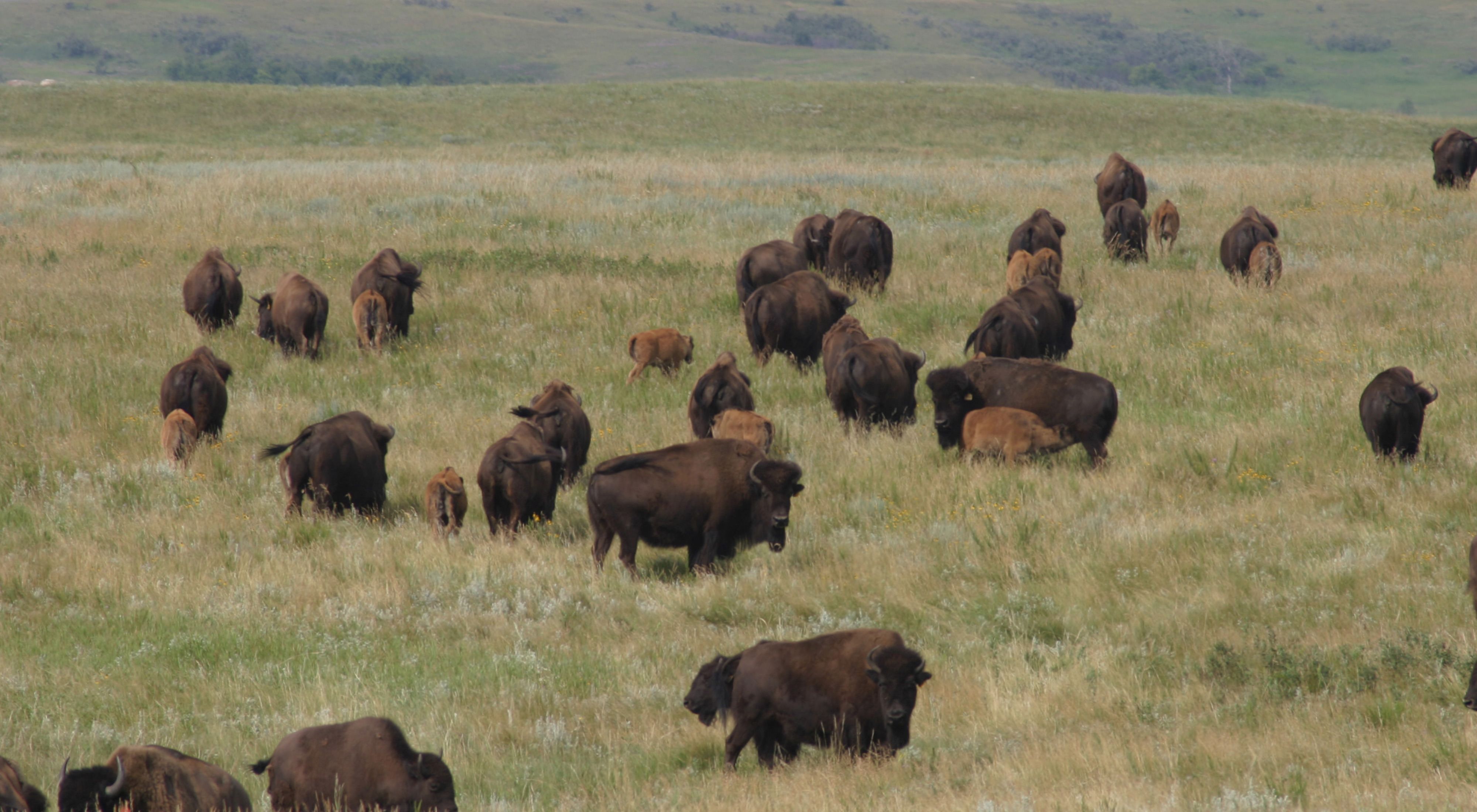 north american bison