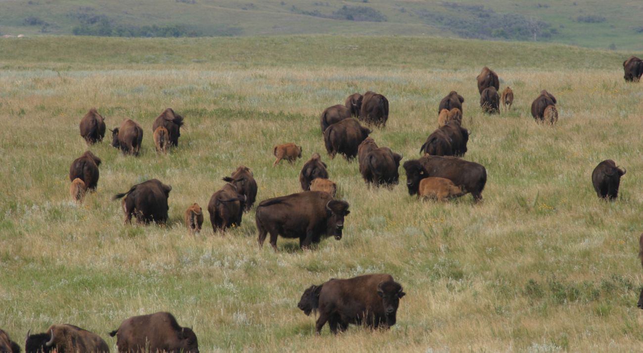 Bison herd, with calves, at Cross Ranch Preserve.