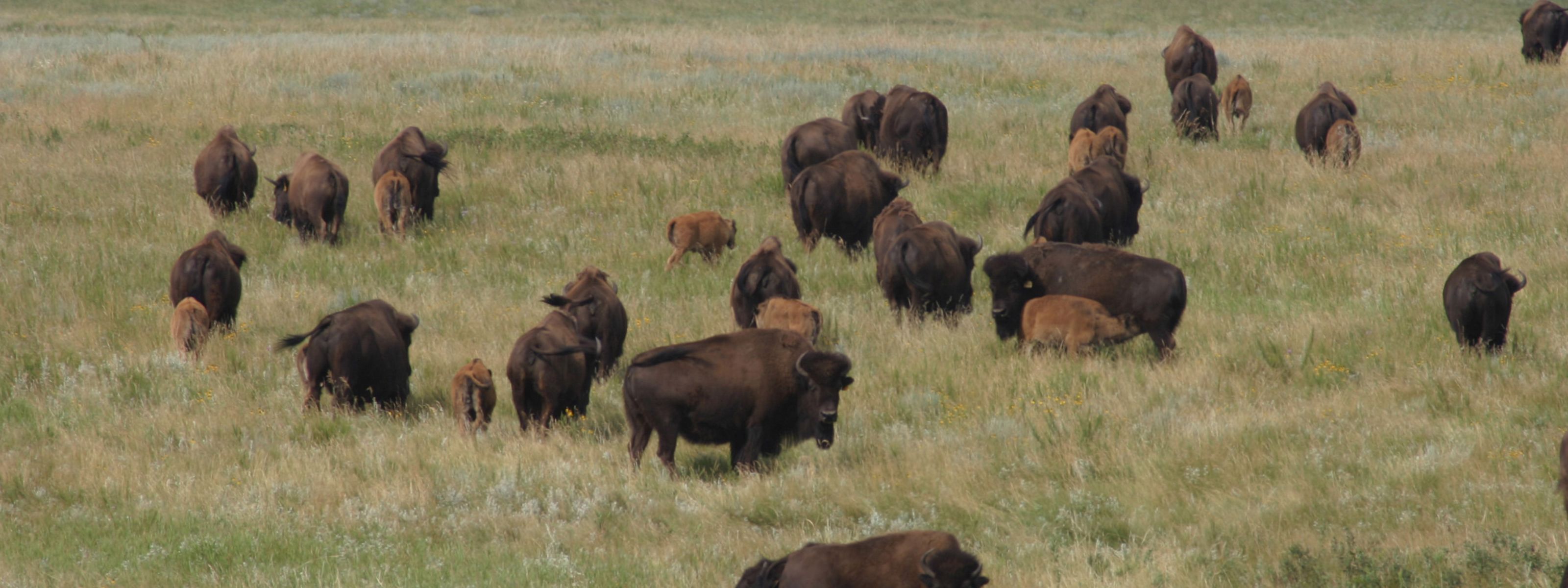 Bison herd on ranchland.