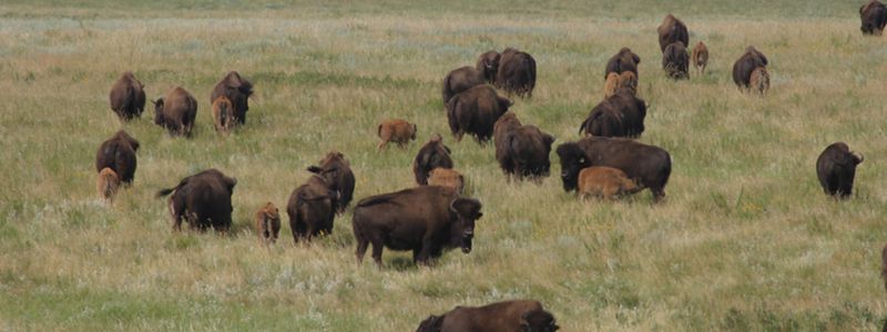 Bison herd on a grassland.