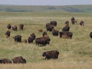 Bison herd, with calves, at Cross Ranch Preserve, near Washburn, North Dakota.