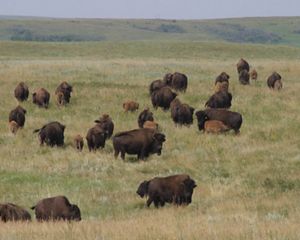 Bison herd, with calves, at Cross Ranch Preserve.