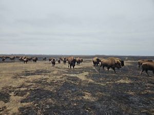 Bison herd graze on recently burned prairie.