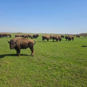 A herd of bison graze on the Kankakee Sands prairie.