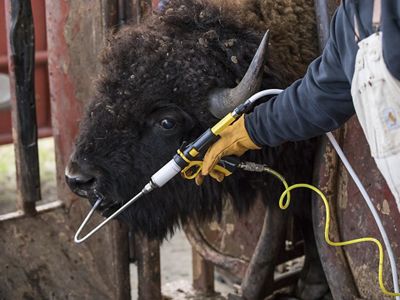 A person administers a vaccine to a bison by mouth.