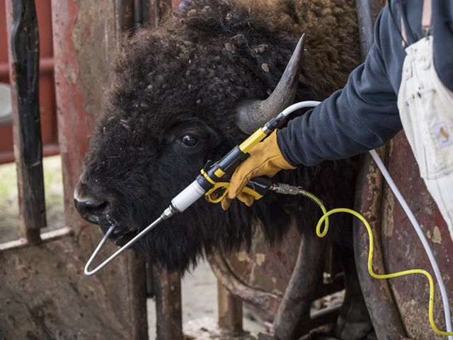 A person administers a vaccine to a bison by mouth.
