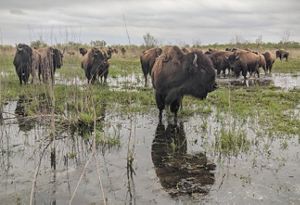 A small herd of bison wades in a Kankakee Sands wetland. 
