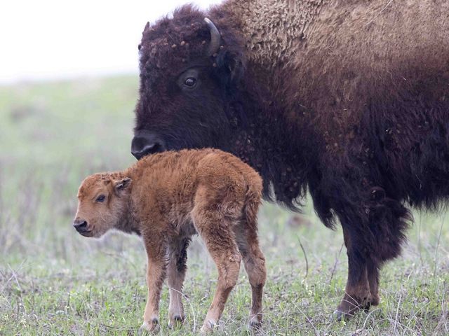 Bison mom and new calf soon after giving birth.
