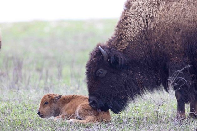 a baby bison and mother on the prairie.