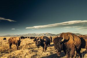 Bison at Zapata Ranch | The Nature Conservancy in Colorado