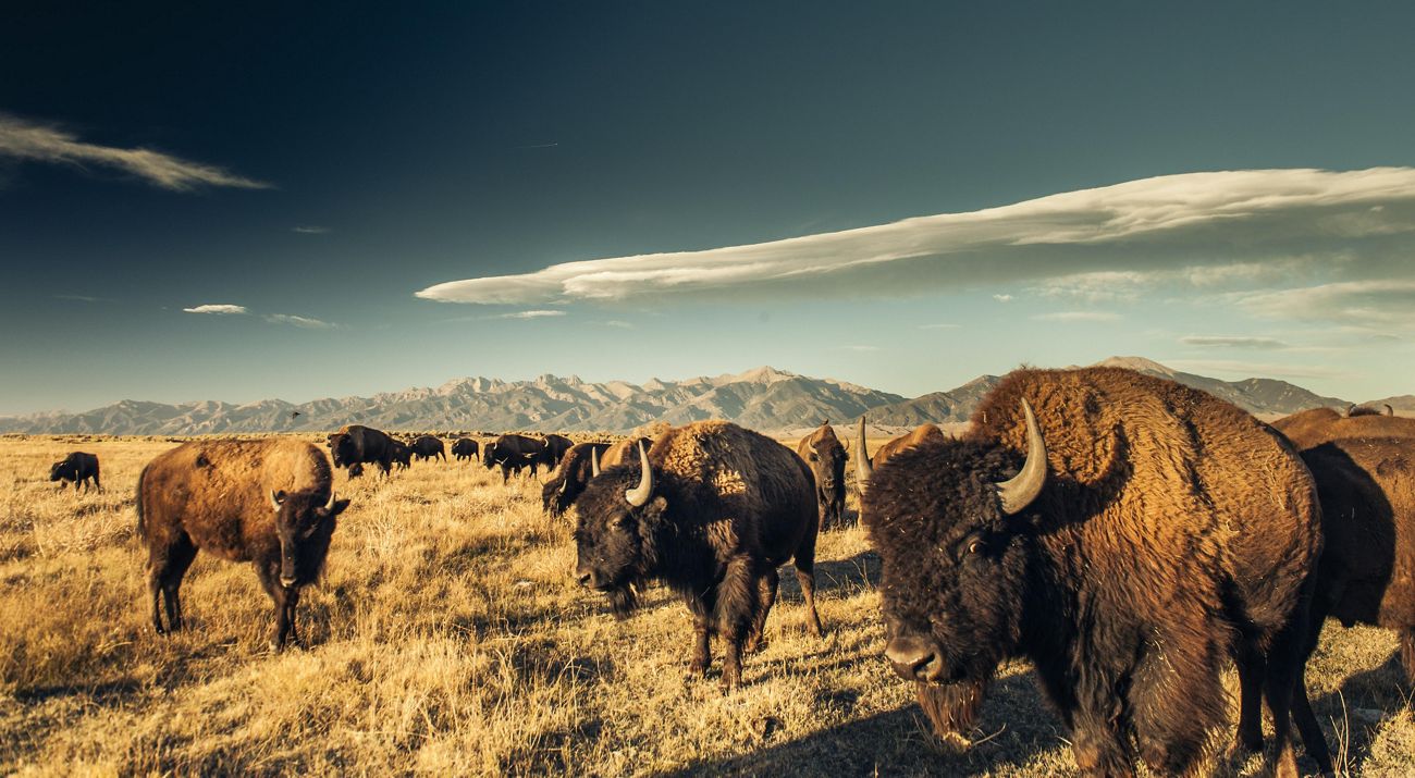 A herd of bison grazing in the San Luis Valley.