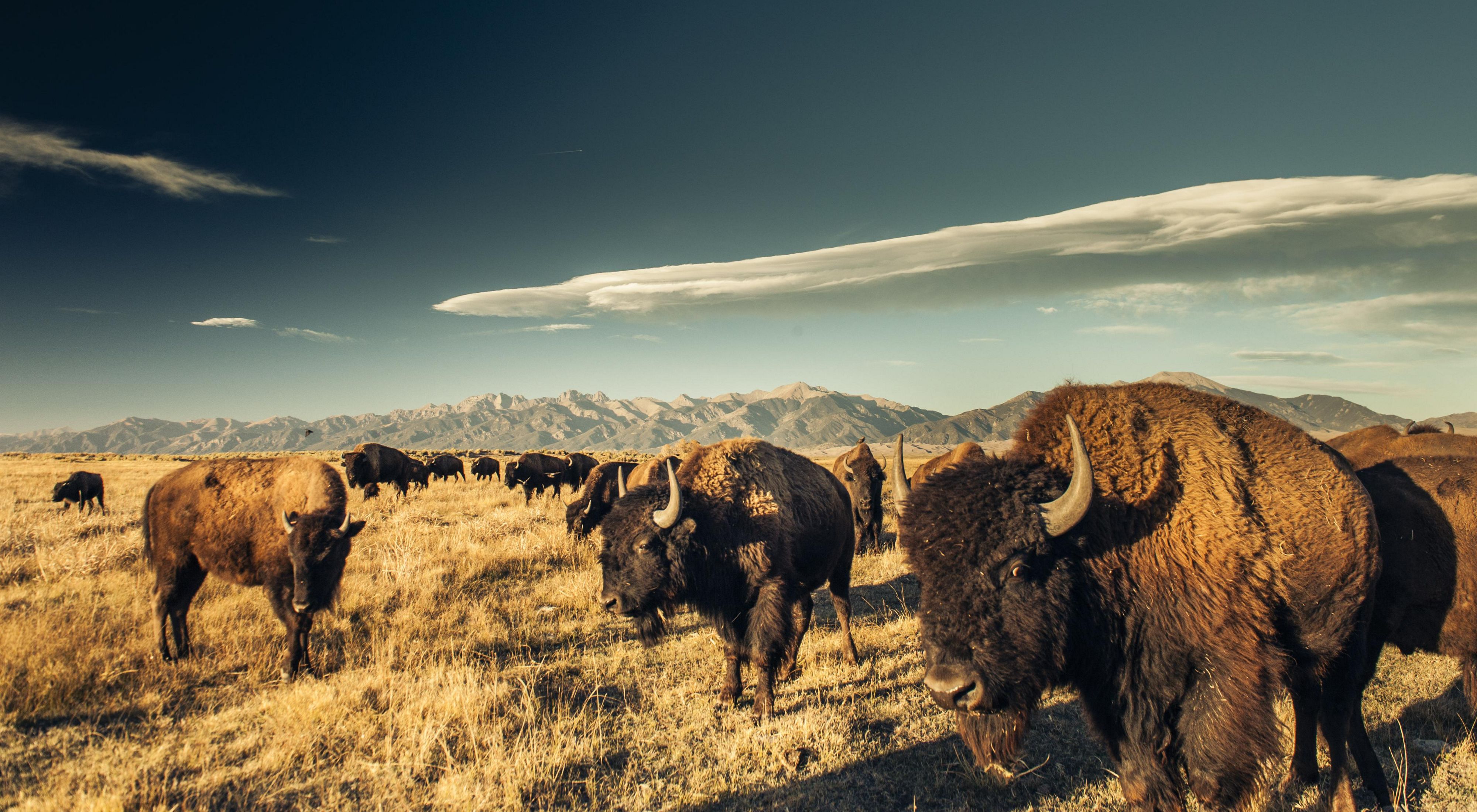 A herd of bison grazing in the San Luis Valley. 