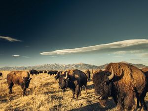 A bison herd grazing at The Nature Conservancy's Zapata Ranch. 