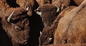 Bison huddle at TNC's Zapata Ranch. 