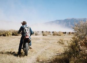 A rider on a dirt bike with bison in the distance.