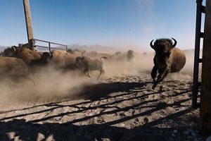 Bison running through a pen.