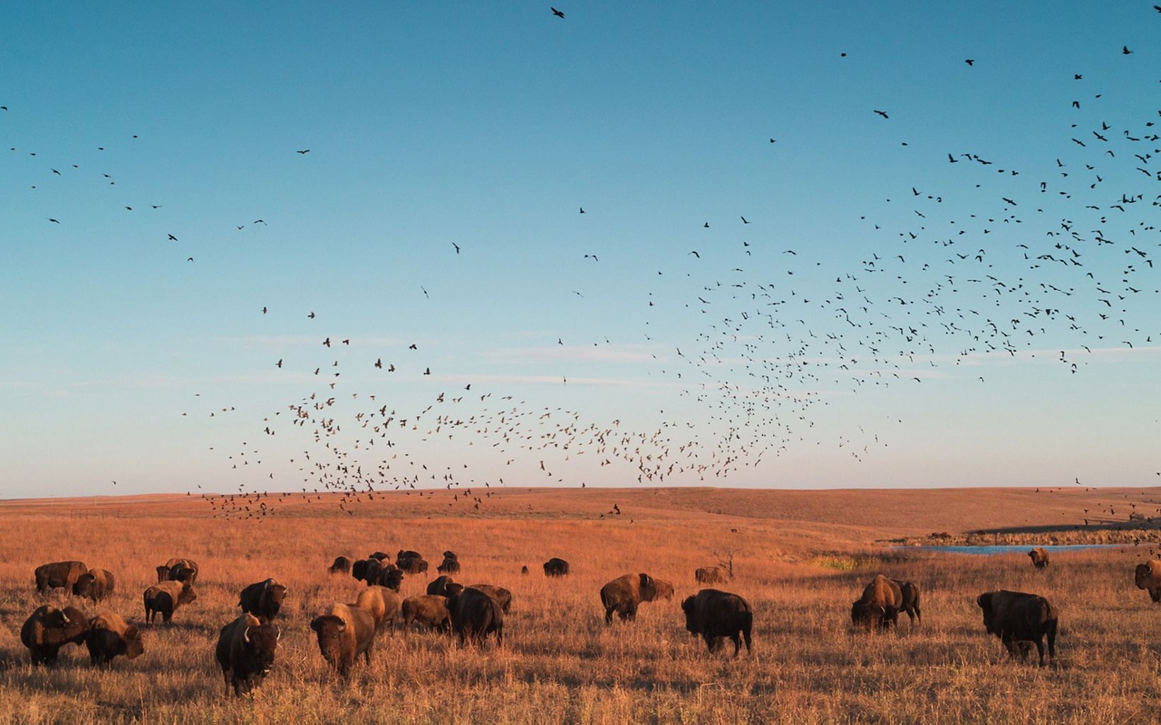
                
                  Satellite Herds Moving bison to TNC preserves not only helps increase their grazing lands, but also keeps prairie preserves healthy and allows for new satellite herds to be established. 
                  © Morgan Heim
                
              