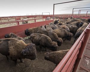 Bison in a corral waiting for annual vaccinations.