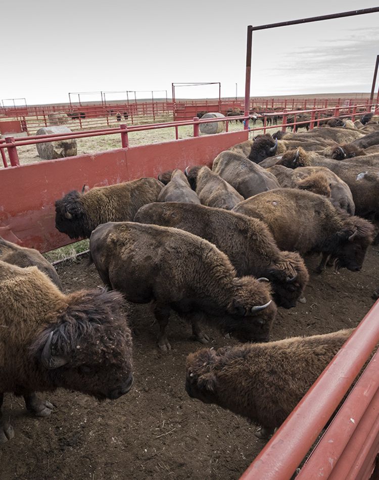 A group of bison in a corral.