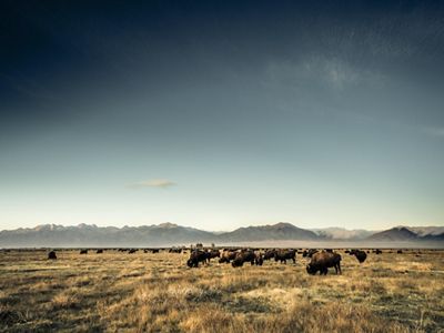 Bison grazing on Zapata Ranch.