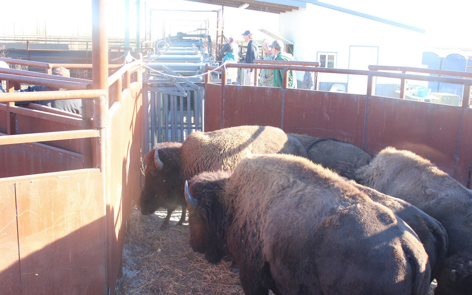 A small group of bison are held in a corral.