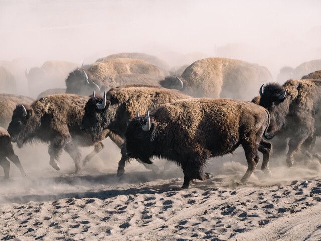 Bison running while being herded during Bison Works at Zapata Ranch in Colorado.