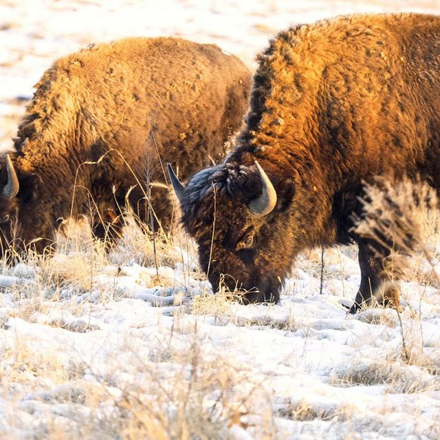 Two bison grazing in the snow.