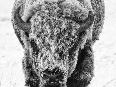 A bison covered with snow.