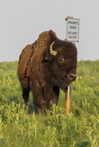 A lone bison stands in a field next to a sign.