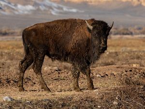 A brown buffalo stands on a prairie with snowcapped mountains in the background. 