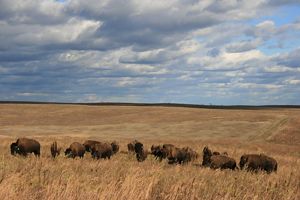 A herd of bison grazing on a vast prairie.