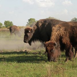 Close-up of adult bison eating green grasses at the Smoky Valley Ranch in Kansas.