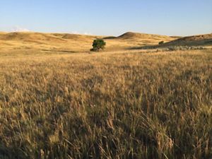 Landscape view of rolling golden grasslands with a lone tree standing in the middle of a field.
