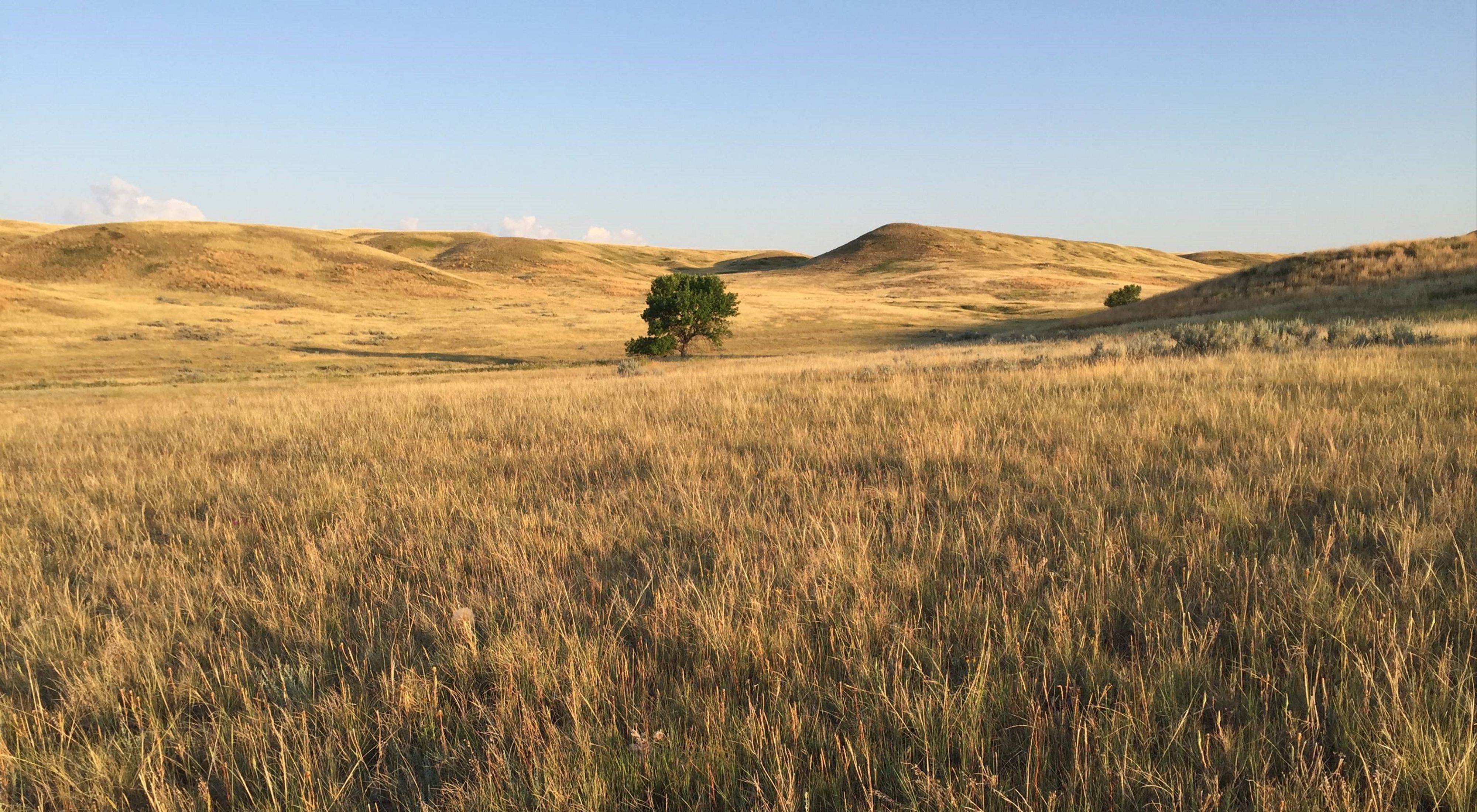 Protected grassland adjacent to Bitter Creek Wilderness Study Area in Montana's Northern Great Plains 