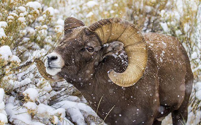 A bighorn sheep with large curved horns facing the camera with snow falling around it.