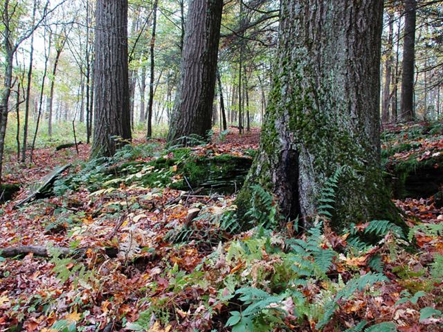 Leaves cover a forest floor. Ferns grow at the base of thick tree trunks that rise up out of frame.