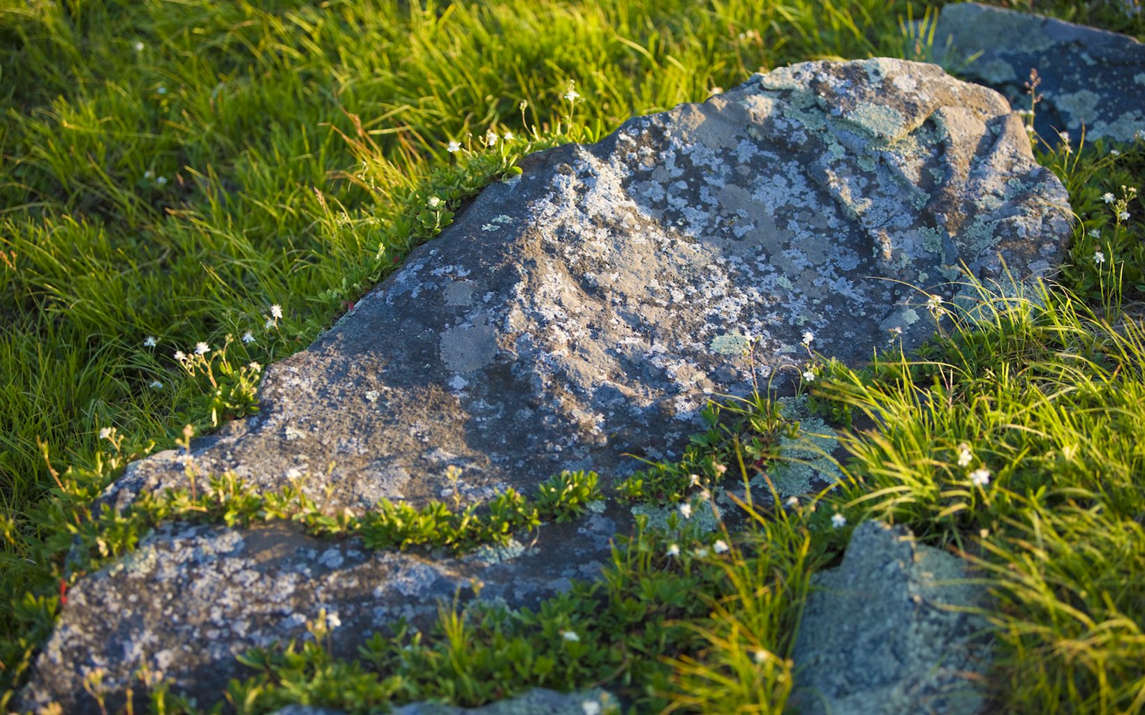 
                
                  Lichen Lichen grows on rocks at Big Yellow.
                  © John Warner
                
              