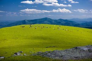 Cattle graze on a grassy bald with a blue cloudy sky.