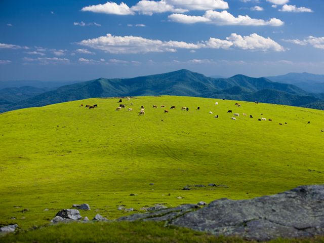 Cattle graze on a grassy bald with a blue cloudy sky.