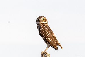 Biodiversity in the Gran Chaco