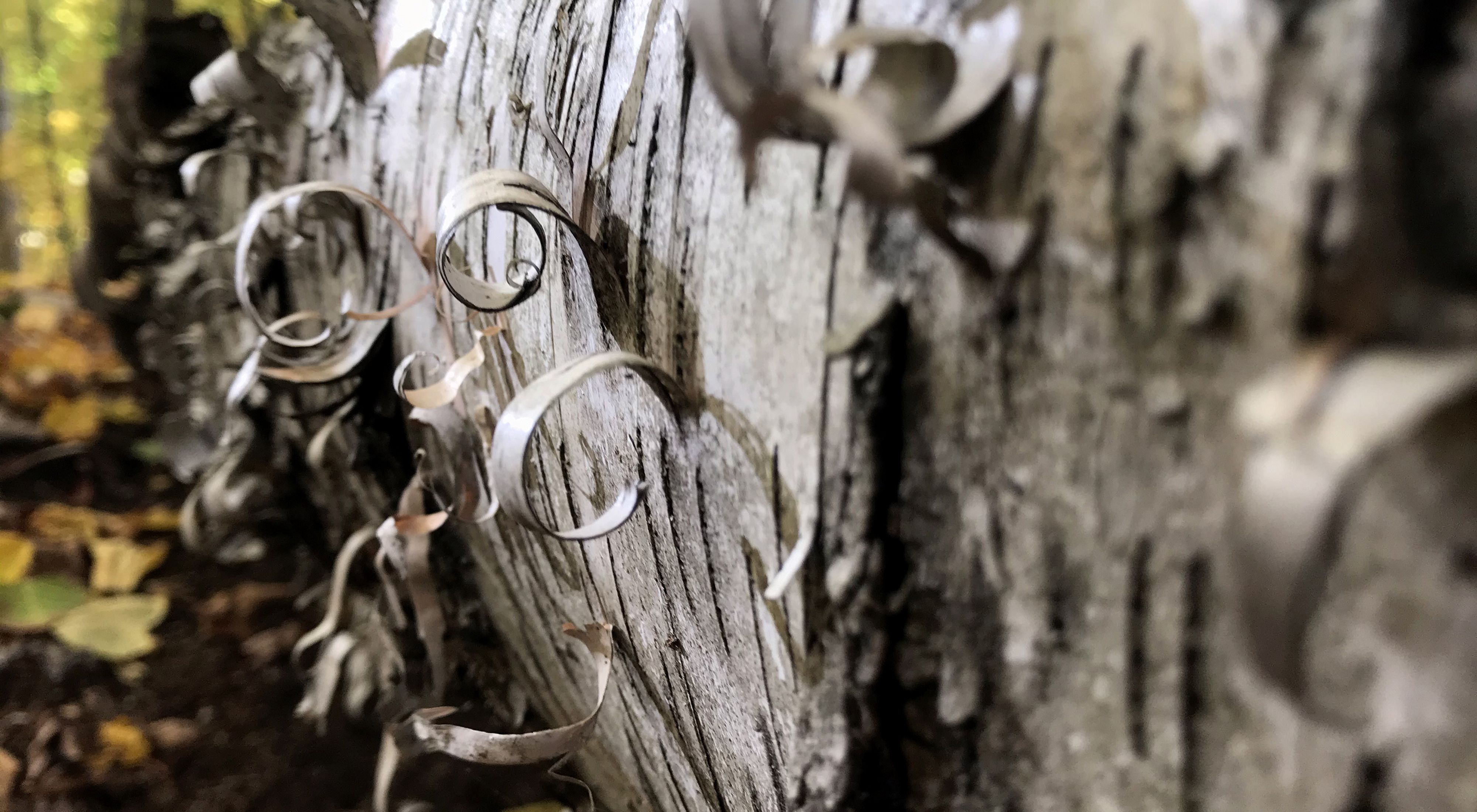Closeup of curling birch bark.