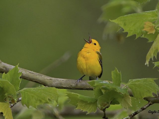 A Prothonotary Warbler calls out to find his mate in early spring.