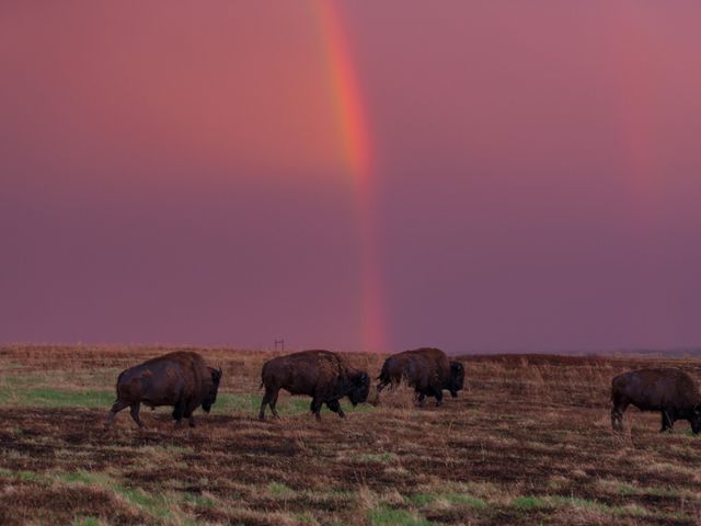 Four bison graze in a prairie with a rainbow and pink sky behind them.
