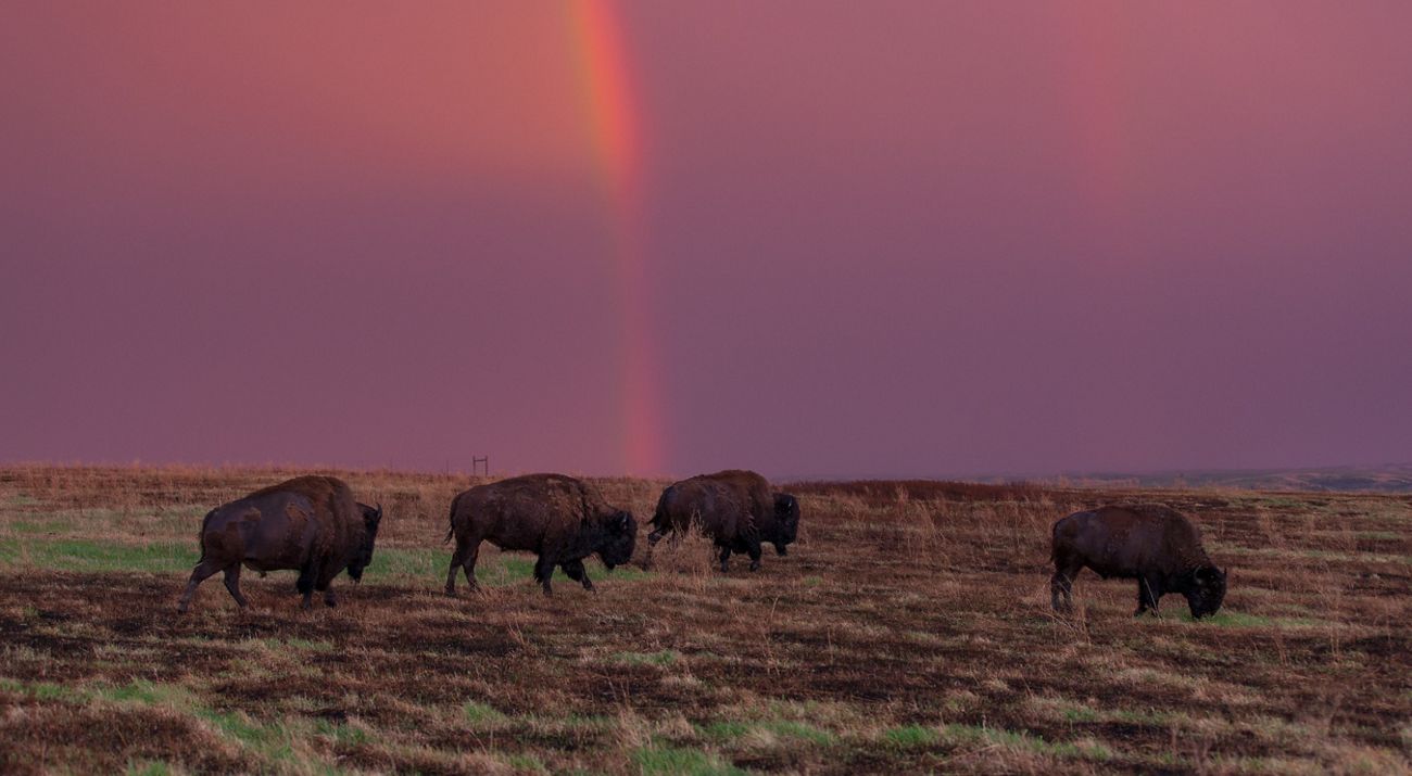 Bison in a field with a rainbow in the sky behind them.