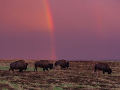 Bison in a prairie with a rainbow in the purple sky.